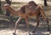 Camel picture