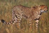 cheetah picture