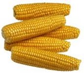 corn picture