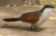 Coucal picture