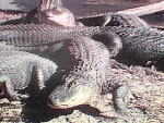 crocodile picture