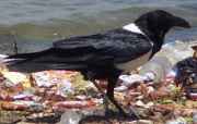 Pied crow picture
