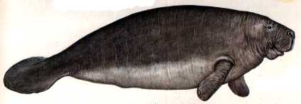 dugong picture