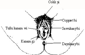 Wolof terms for female external genetalia diagram