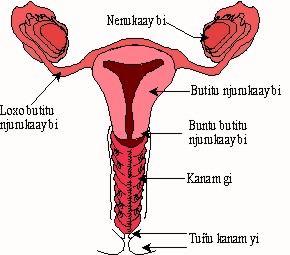 Wolof terms for female internal genetalia diagram