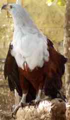 Fishing eagle picture
