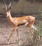 gazelle picture