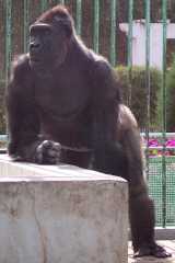 gorilla picture