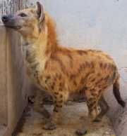 hyena picture