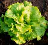 lettuce picture