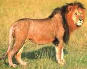 lion  picture