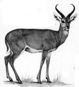 reedbuck picture
