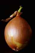 onion picture