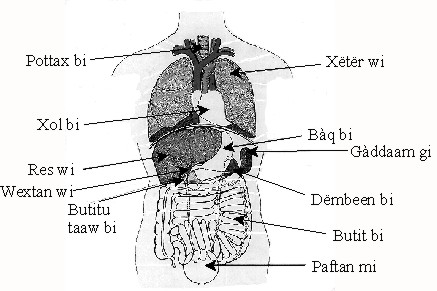 Wolof terms for abdominal organs diagram
