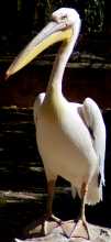 Pelican picture