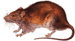 rat picture