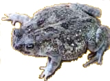 toad picture
