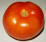 tomato picture