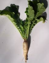 turnip picture