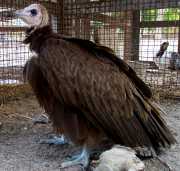 Vulture picture