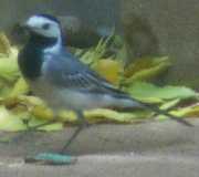 Wagtail picture