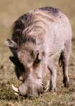 warthog picture