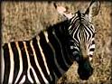zebra pciture